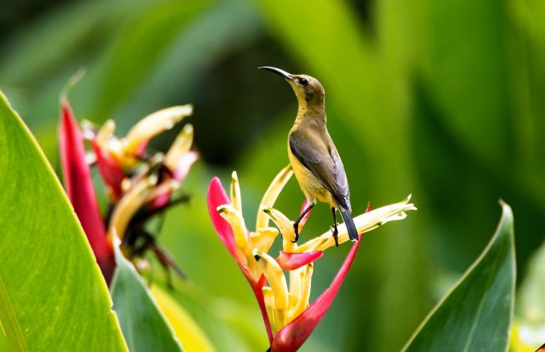 ¿Qué son las áreas naturales protegidas y cómo se establecen?