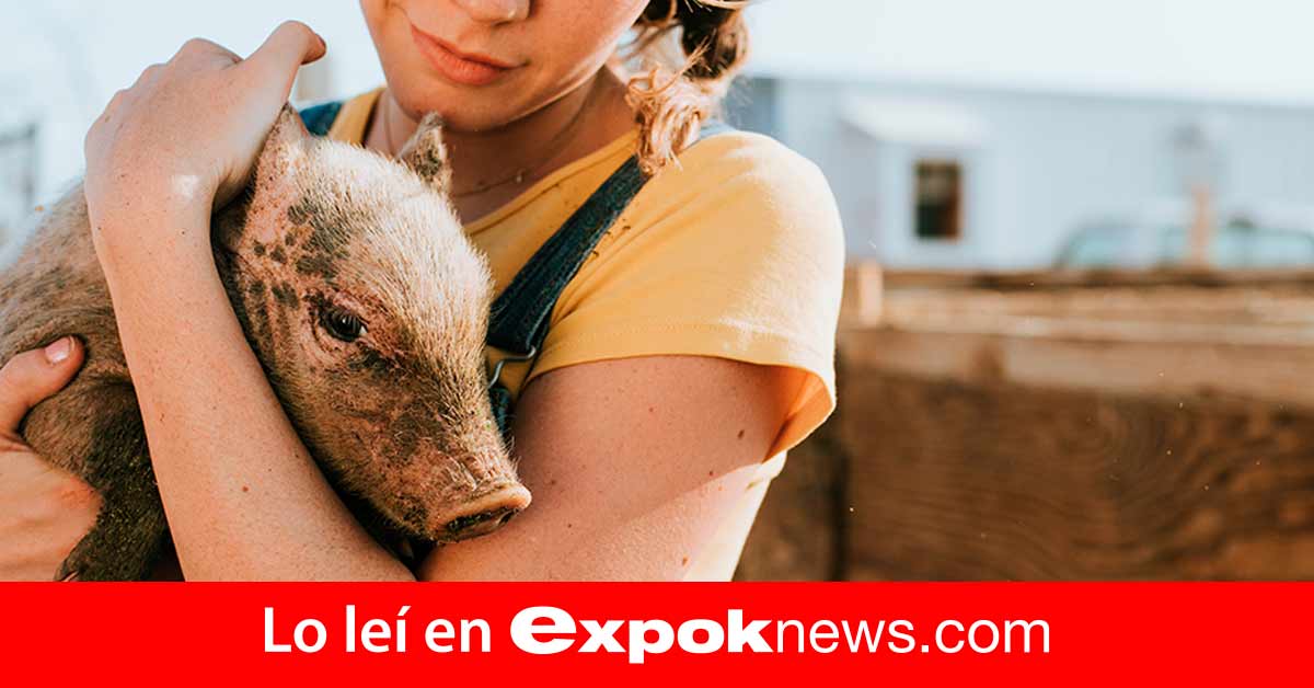 10 acciones de protección animal - ExpokNews