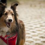 parque purina, nestle, purina, purina nestle, parque para perros, parque para perros en mexico, parque para perros en el estado de mexico, como cuidar el bienestar de las mascotas, rol de las mascotas en la sociedad, marca purina, purina pro plan, cuautitlan izcalli, parque de los lirios, parque espejo de los lirios, derechos de los animales, derechos de los perros, perros, ejercicio para perros, como ejercitar a mi perro