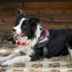 parque purina, nestle, purina, purina nestle, parque para perros, parque para perros en mexico, parque para perros en el estado de mexico, como cuidar el bienestar de las mascotas, rol de las mascotas en la sociedad, marca purina, purina pro plan, cuautitlan izcalli, parque de los lirios, parque espejo de los lirios, derechos de los animales, derechos de los perros, perros, ejercicio para perros, como ejercitar a mi perro