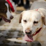 parque purina, nestle, purina, purina nestle, parque para perros, parque para perros en mexico, parque para perros en el estado de mexico, como cuidar el bienestar de las mascotas, rol de las mascotas en la sociedad, marca purina, purina pro plan, cuautitlan izcalli, parque de los lirios, parque espejo de los lirios, derechos de los animales, derechos de los perros, perros, ejercicio para perros, como ejercitar a mi perro