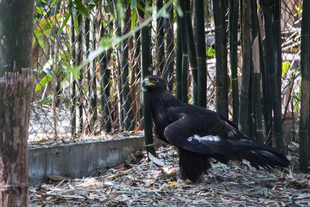 Conservación del águila real en México - ExpokNews