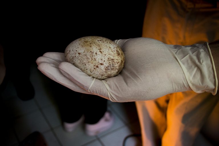 Walmart está perdiendo terreno en ranking global de  bienestar animal