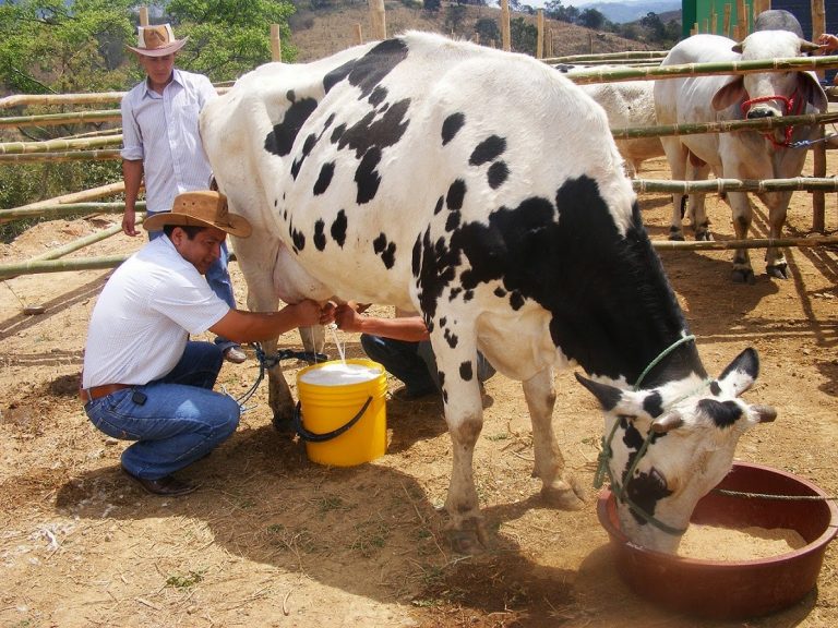Las grandes marcas ponen en peligro a productores de leche… ¿Y el comercio justo?