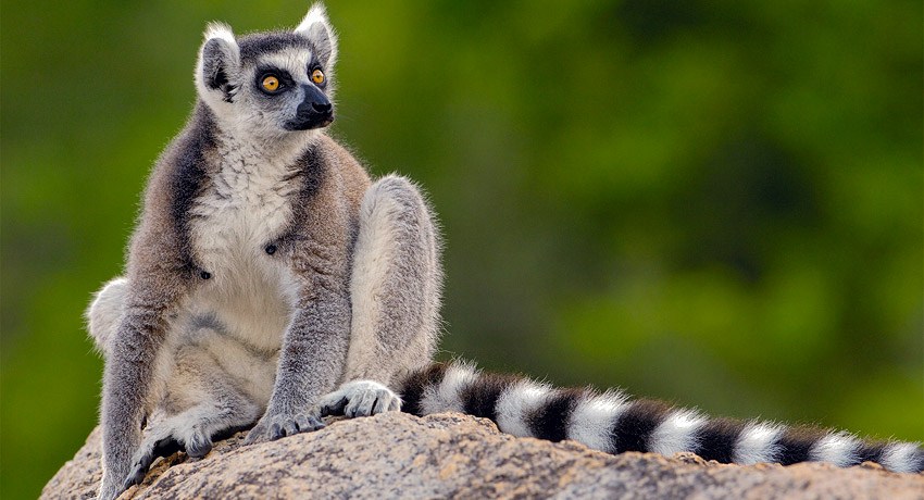 Desaparece el cocodrilo de Lacoste