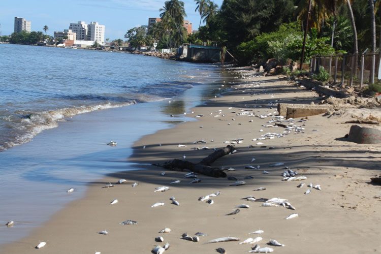 Resultado de imagen para mares y rios contaminados con basura