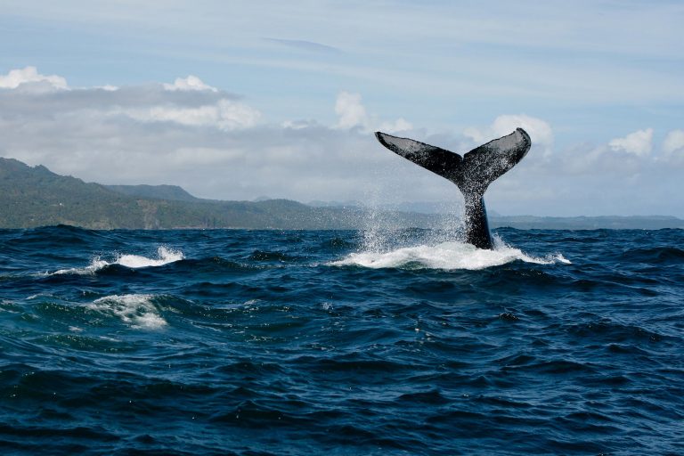 Muebles hechos de basura marina