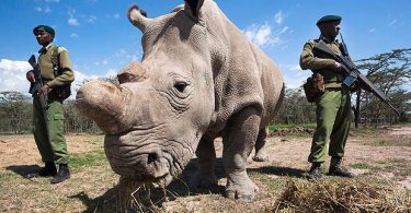 Muere el último macho de los rinocerontes blancos