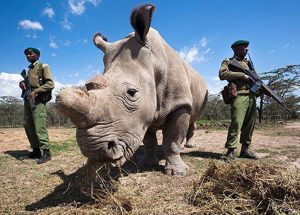 Muere el último macho de los rinocerontes blancos