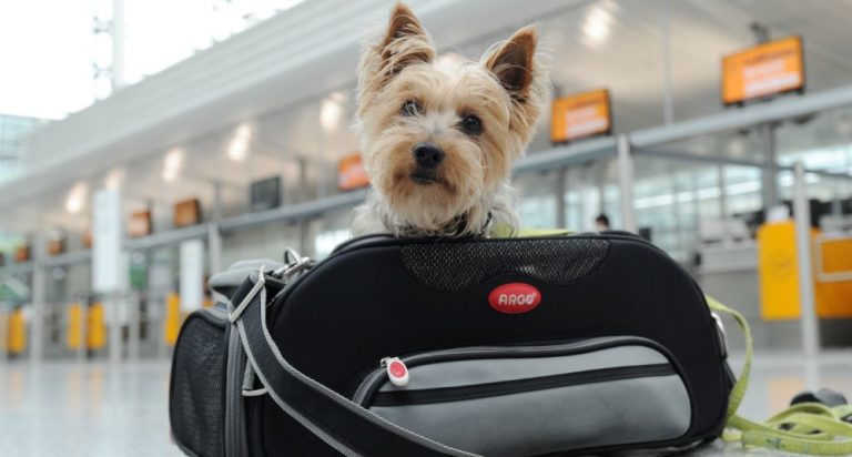 Suspenden servicio de transporte para perros en United Airlines