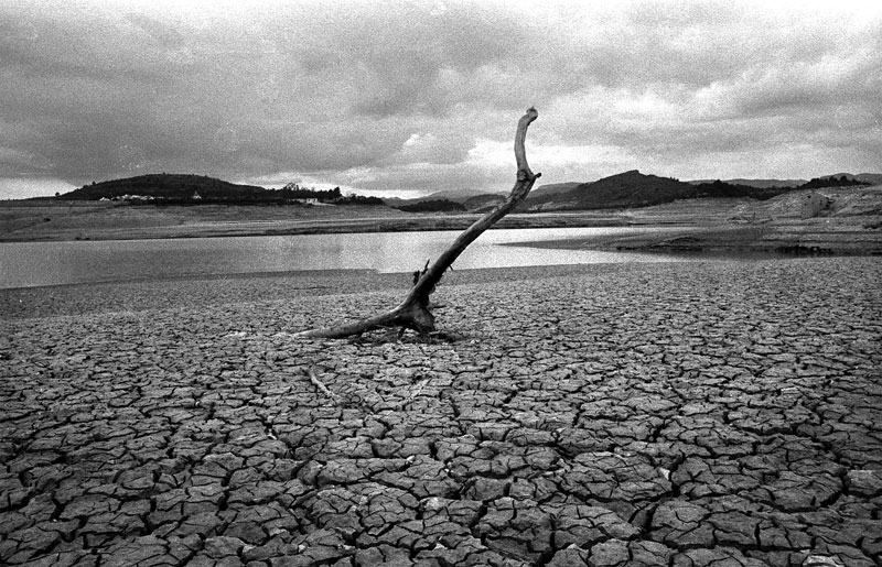 Pérdida de biodiversidad avanza mil veces más rápido de lo que debería