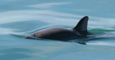 Crece refugio de conservación de la vaquita marina