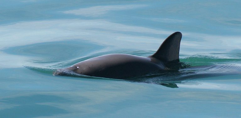 Posicionamiento de WWF sobre la vaquita marina y el acuerdo publicado en el DOF