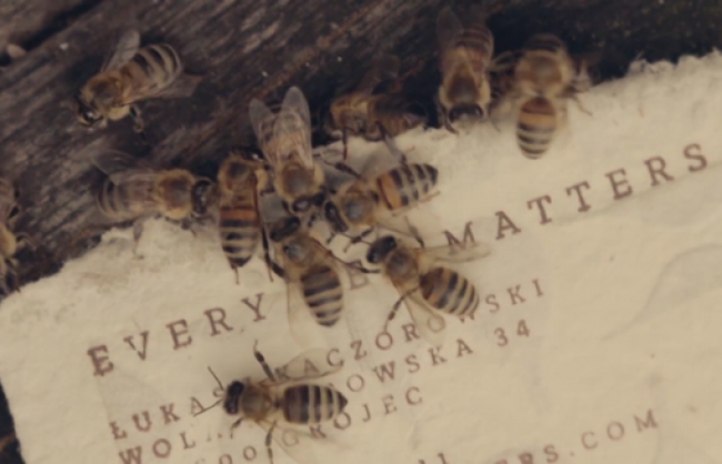 Cómo rescatar a las abejas ¡con papel!
