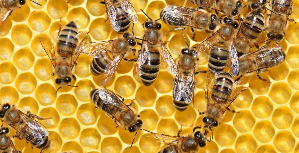 protección de las abejas