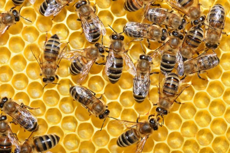Salvar a las abejas: UE prohíbe insecticidas dañinos para ellas