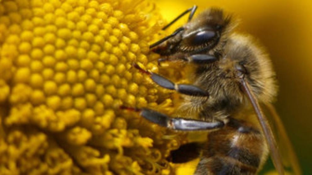 salvar abejas UE prohíbe insecticidas dañinos para ellas