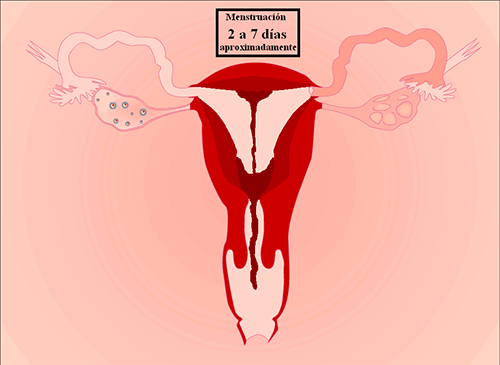 Derechos humanos detrás de la menstruación