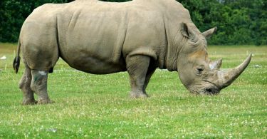 La esperanza en los rinocerontes blancos