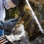 comida con causa, toks, rse toks, responsabilidad social de toks, restaurantes toks, dia de las madres, toks dia de las madres, regalos toks dia de las madres, abeja reyna, abeja reyna guadalajara, jalea real, productos de jalea real, productos abeja reyna, proyectos productivos toks