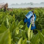 programa sustenta para jornaleros en nayarit, philip morris mexico, philip morris, jornaleros agricolas en mexico, rse philip morris, responsabilidad social philip morris, fundacion de atencion infantil, tabacos del pacifico norte, sedesol, nayarit tepic, estado productor de tabaco, tabaco en mexico, mayor productor de tabaco en mexico, programa sustenta philip morris, cosecha de tabaco en mexico, centros de atencion y educacion infantil