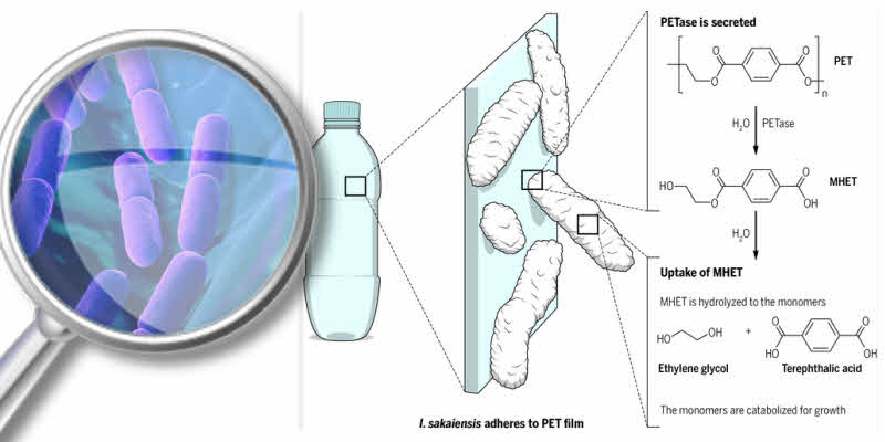 ¿Una enzima que se come el plástico?
