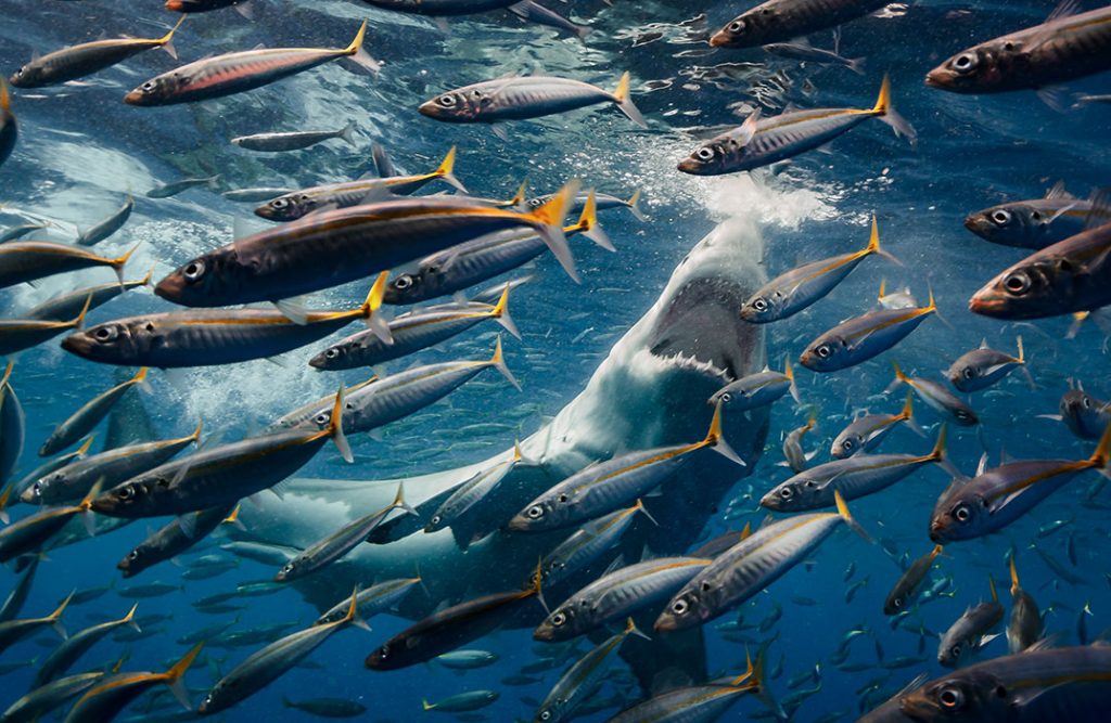 "Un tiburón blanco grande caza en las aguas de la isla de Guadalupe, México.") Foto de Roberto Moccini Formiga, Río de Janeiro, Brasil.