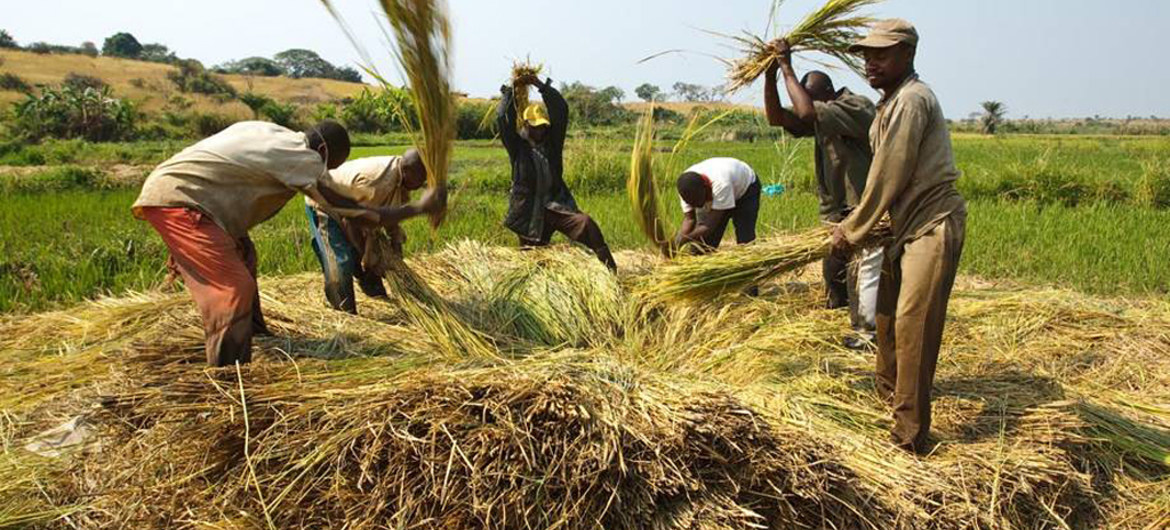 Ayudar a los agricultores en África, así lo hace esta asociación