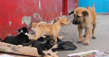 México, primer lugar con animales en situación de calle