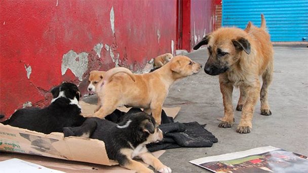 México, primer lugar con animales en situación de calle