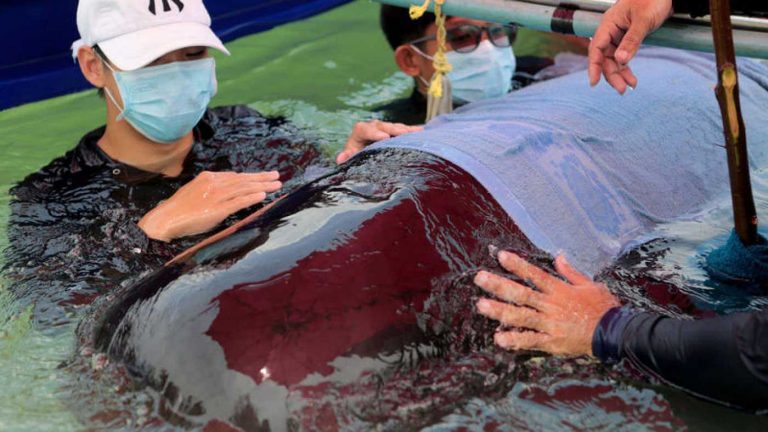 No más plástico: Muere otra ballena, se tragó 80 bolsas de plástico