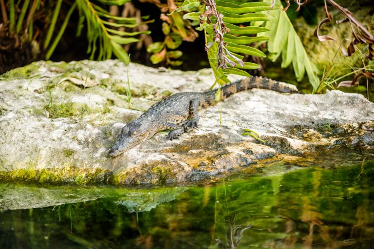 Mayakoba, el paradisíaco destino que apoya y protege al medio ambiente