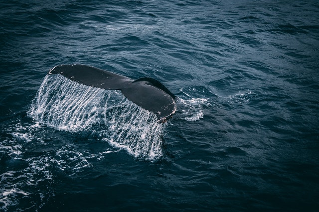 Marketing de guerrilla: Greenpeace y sus ballenas