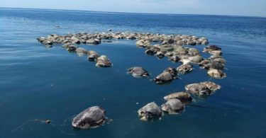 Matan a 300 tortugas en peligro de extinción