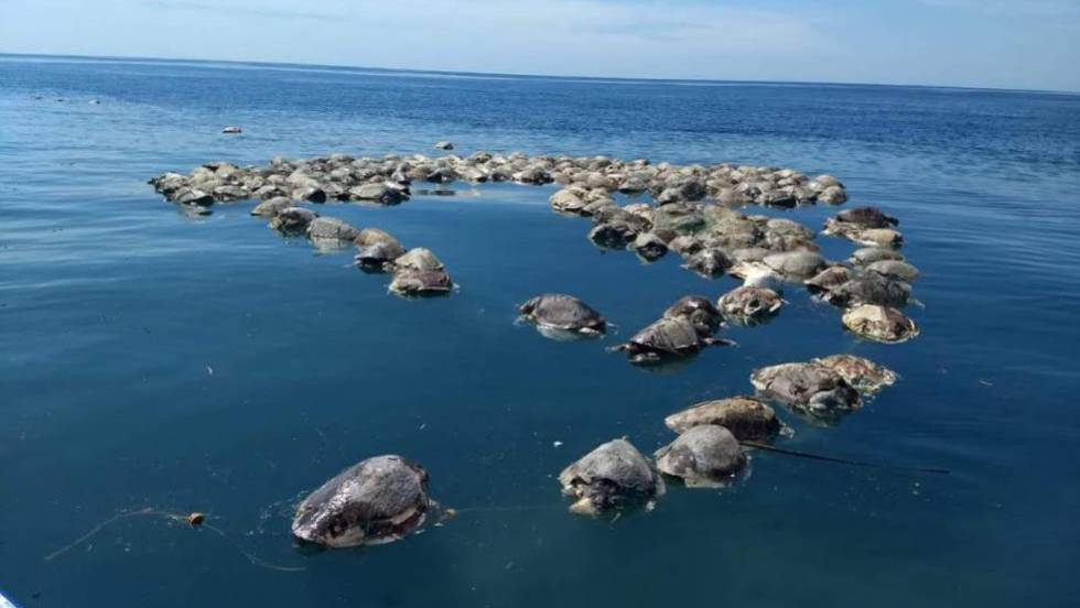 Matan a 300 tortugas en peligro de extinción