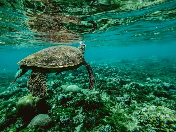 Las tortugas pueden morir si comen una sola pieza de plástico