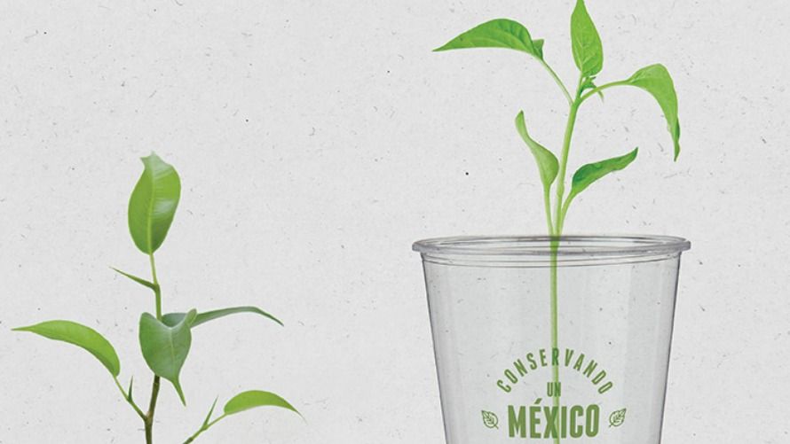 Popotes biodegradables de maíz, empresa mexicana los crea