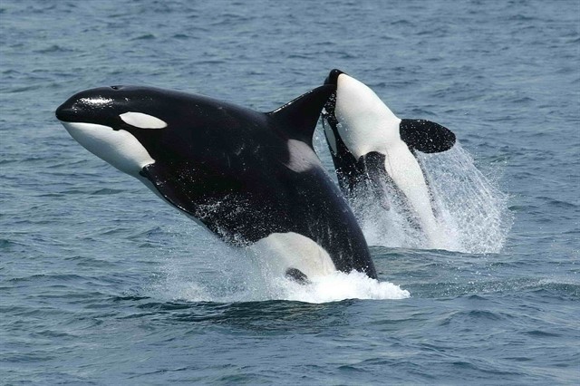 ¿Las orcas están a punto de desaparecer?