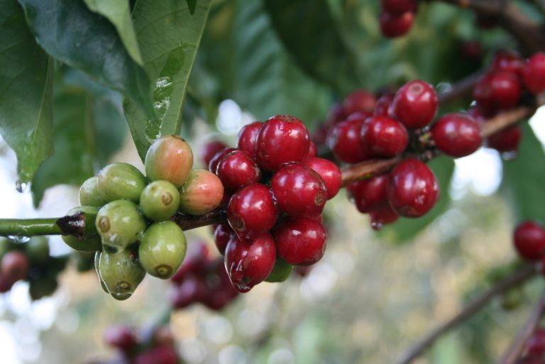 Cómo asegurar el futuro del café