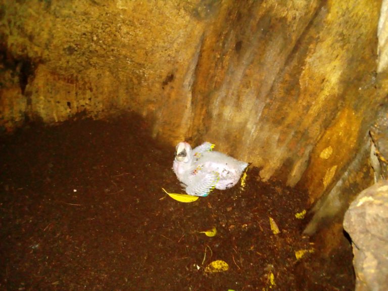 Acredita México Logros en Conservación Gracias  a la Reintroducción de Especies Bajo Cuidado Humano