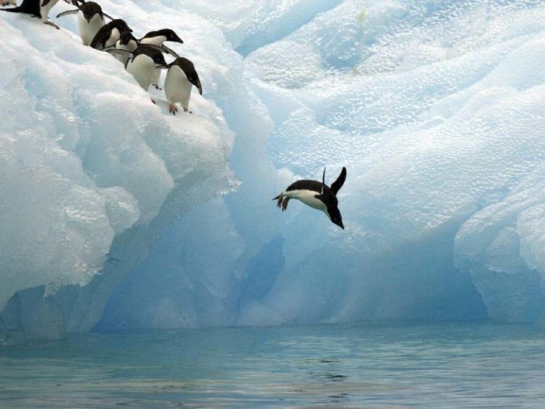 Salvar la Antártida: el objetivo de Yorke y Greenpeace