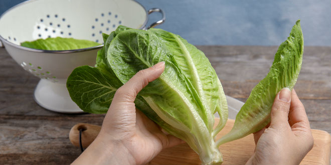 Es segura para México la lechuga romana de California