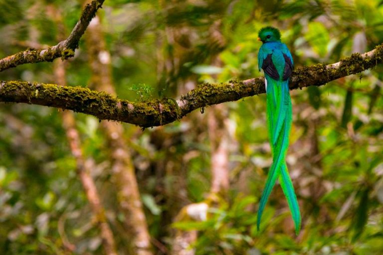 Documental “Serpiente Emplumada”, apoyado por Volaris, en el Festival Internacional de cine de Guadalajara 2019