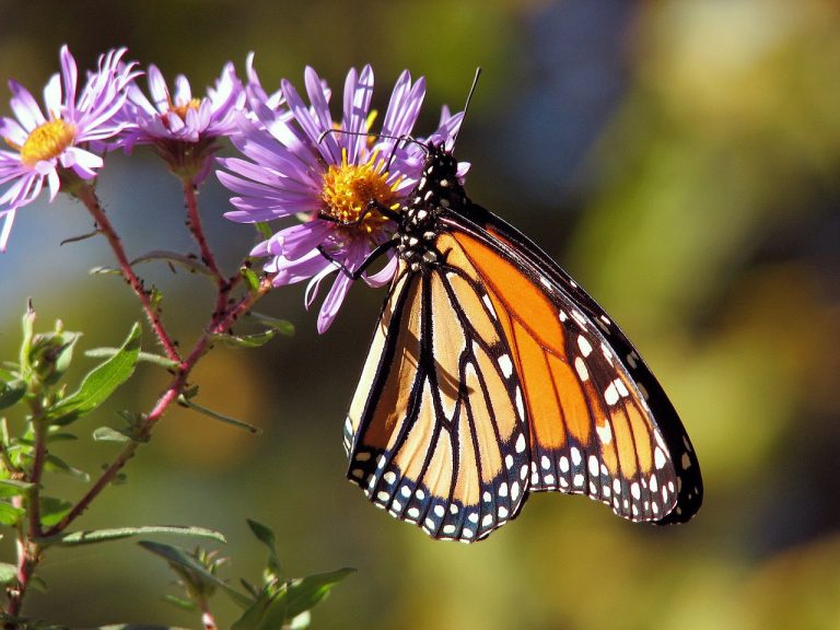 Un millón de árboles más para los bosques de la mariposa monarca