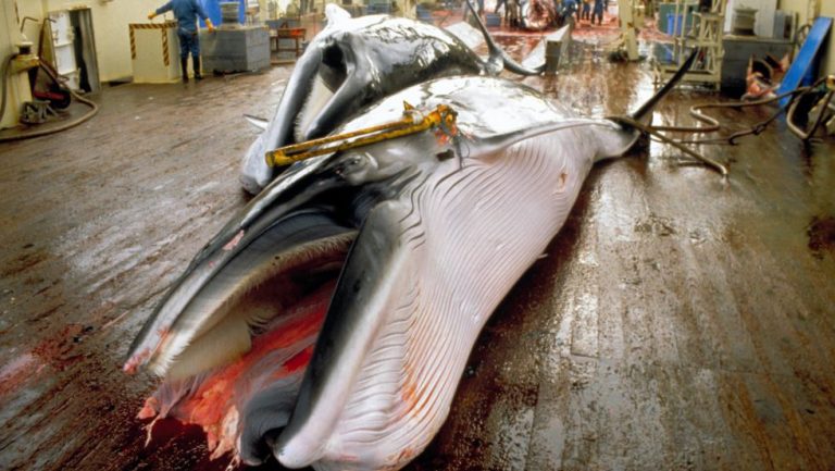 Pesca de ballenas en Japón se reanudará a pesar de prohibición