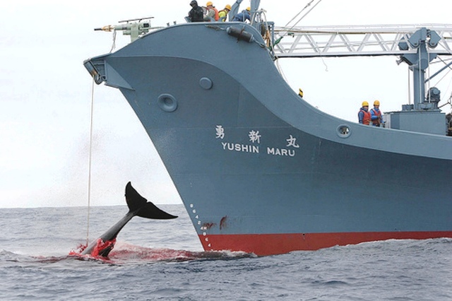 Pesca de ballenas en Japón
