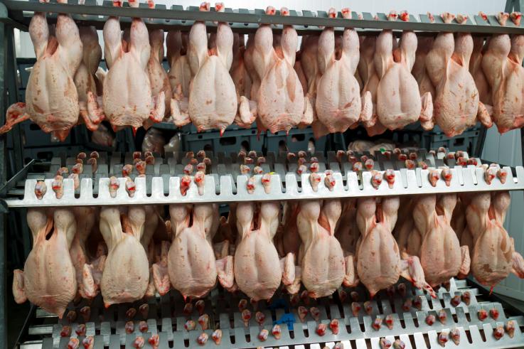 La producción de pollo es tanta que está afectando a la biosfera - ExpokNews
