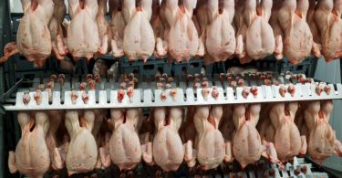 La producción de pollo es tanta que está afectando a la biosfera