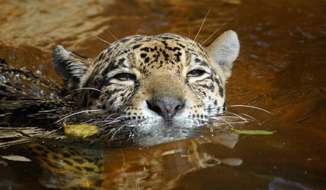 10 increíbles momentos para el medio ambiente en 2018 vida silvestre proteccion