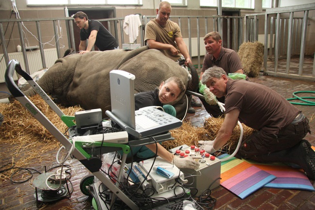 10 increíbles momentos para el medio ambiente en 2018 rhinoceros